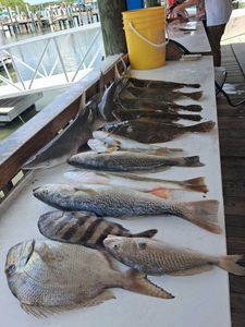 Fresh caught fish display on dock in Port Orange FL showing scup, squeteague, Atlantic croaker, and sheepshead from fishing charter
