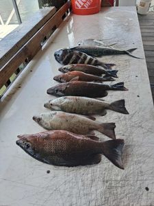Mixed catch of grey snapper, sheepshead, and Spanish mackerel from Port Orange FL fishing charter laid out on boat deck