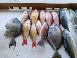 Fresh caught fish display including Grey Triggerfish, Blue Runner, Lane Snapper, and Grey Snapper from Port Orange FL fishing trip