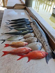 Fresh caught fish displayed on dock including Blue Runner, Lane Snapper, and Great Barracuda from Port Orange FL fishing charter