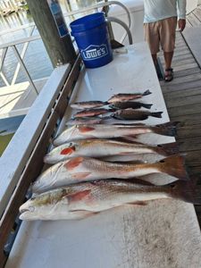 Fresh caught redfish displayed on boat cleaning station in Port Orange FL
