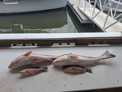 Fresh caught redfish and grey snapper displayed on boat deck after fishing trip in Port Orange FL