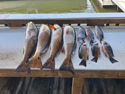 Fresh caught grey snapper and redfish displayed on fishing boat dock in Port Orange FL