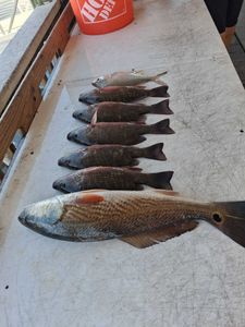 Fresh caught redfish and grey snapper lined up on fishing boat deck in Port Orange FL