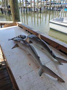 Fresh caught sharks on boat deck at Port Orange FL fishing marina