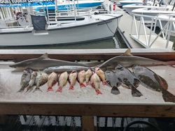 Mixed fishing catch including sandbar sharks, lane snapper and other species on cleaning table at Port Orange FL marina