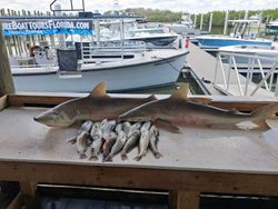 Blacknose sharks and black drum catch displayed on fishing dock in Port Orange FL