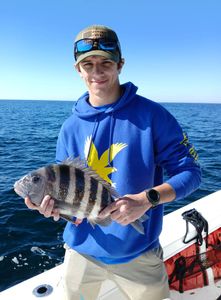 Sheepshead fish catch from fishing trip in Port Orange FL waters