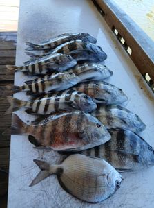 Fresh caught sheepshead fish displayed on boat deck in Port Orange Florida