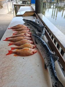 Fresh caught lane snapper and great barracuda displayed on fishing dock in Port Orange FL