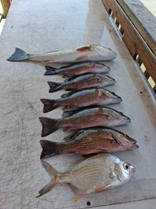 Seven fresh caught fish including grey snapper and redfish lined up on boat deck in Port Orange Florida