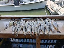 Fresh caught squeteague and mixed fish species displayed on dock in Port Orange FL