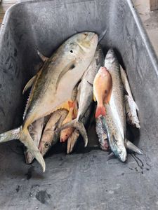 Fresh caught Pacific Crevalle Jack, Lane Snapper, and Spanish Mackerel from Port Orange FL fishing tour in cooler
