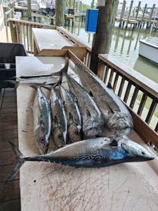 Fresh caught Little Tunny and King Mackerel fish displayed on cleaning table at Port Orange FL marina dock
