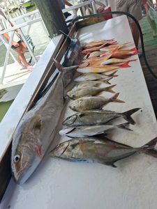 Fresh caught fish displayed on boat deck after Port Orange FL fishing charter including longfin yellowtail and greater amberjack