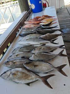 Fresh caught fish display on cleaning table in Port Orange FL including longfin yellowtail and greater amberjack from fishing charter