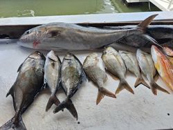 Fresh caught fish display including longfin yellowtail and greater amberjack from Port Orange FL fishing charter