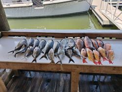 Fresh caught longfin yellowtail and lane snapper displayed on fishing boat cleaning station in Port Orange FL