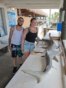 Sandbar sharks displayed at fishing dock in Port Orange Florida