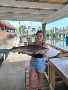 Sandbar shark catch displayed at fishing dock in Port Orange FL