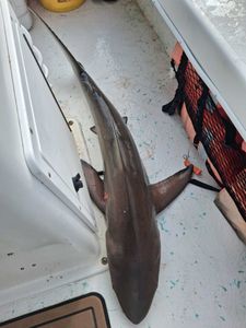 Large shark caught during fishing charter in Port Orange FL laying on boat deck