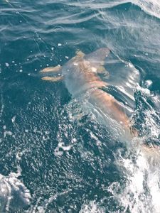 Large shark swimming near water surface during fishing tour in Port Orange FL