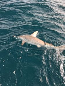 Large shark swimming at surface of ocean water near Port Orange FL during fishing tour