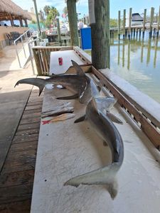 Multiple sharks caught during fishing charter at cleaning station in Port Orange FL