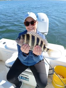 Sheepshead fish caught on fishing boat in Port Orange Florida waters
