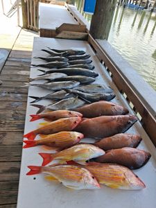 Fresh caught lane snapper and grey snapper displayed on dock cleaning station in Port Orange FL