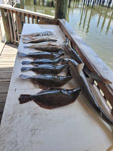 Fresh caught Southern Flounder and other fish species displayed on fishing cleaning table at Port Orange FL dock
