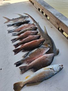 Mixed species fishing catch including squeteague and grey snapper laid out on boat deck in Port Orange FL