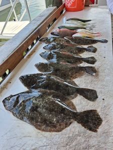 Summer flounder fishing catch displayed on boat deck in Port Orange FL
