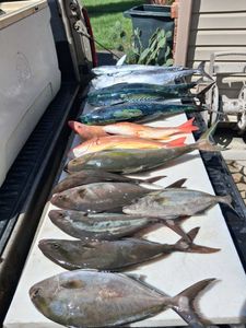 Fresh caught longfin yellowtail and little tunny displayed on fishing boat cleaning station in Port Orange FL