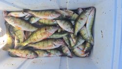 6 fish caught fishing in OH