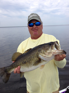 Largemouth Bass caught in Fellsmere, Florida