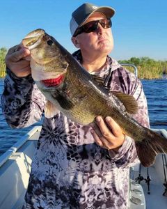 Largemouth bass caught while fishing in Fellsmere