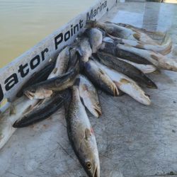 Sea Trout Caught in Florida