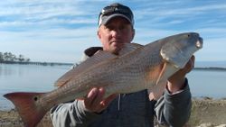 Redfish in the Gulf of Mexico