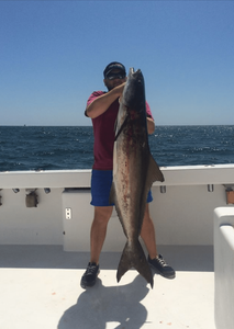 Large Cobia Caught in FL