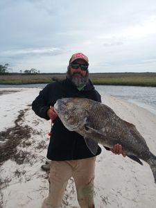 Black Drum in Florida