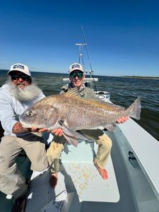 A black drum fish being caught by two people in Panacea