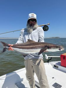 Cobia fish caught while fishing in FL
