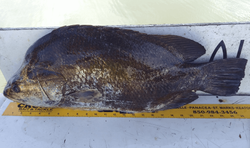Fishing in FL