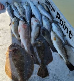 6 Summer Flounder and Spotted Weakfish in Florida
