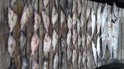9 fish caught while fishing in FL