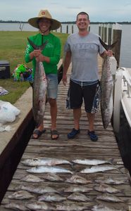 A group of 5 king mackerel, a large fishing catch in the location of Panacea