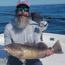 Gag grouper fish caught in Panacea