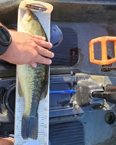 One fish caught on a fishing tour in ME