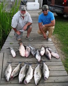 7 striped bass caught by 2 people at Cross Street